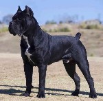 Пассивная сучка 180/100 буду рада выгулять и побыть сучкой для ваших четвероногих питомцев!пишите если у вашего песика давно не было пары !опыт есть;  )) kuzmich-sergej79@mail.  ru ...