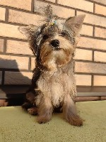 Щенок йоркширского терьера (цветной йорк) мальчик редкого окраса голубой мрамор.  
Дата рождения 21.04.2025.  
По весу будет примерно 2,2-2,5 кг.  
Имеет:  Метрика щенка UCI (Добрый мир),  ветерина ...