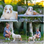 Профессиональный питомник РКФ *ИЗ ДОМА КОРОЛЕВОЙ *,  предлагает щенков Австралийской овчарки /овчарки.  Мальчика и 4 девочки в окрасе красный и черный триколор.  

Так-же есть подрощенрая 3 месячная ...