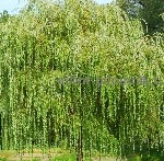 Растения объявление но. 3956474: Крупномеры в Москве и Подмосковье с доставкой и посадкой