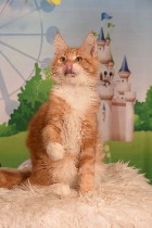 Животные и растения объявление но. 3989365: котят породы МЕЙН КУН