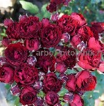 Саженцы роз в горшках из питомника в Подмосковье с доставкой по Москве и Московской области.  
Питомник Арбор предлагает большой выбор роз выращенных в Московской области.  Самые доступные цены на ро ...
