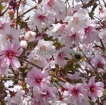 Растения объявление но. 3994935: Сакура (вишня японская декоративная) в горшках для посадки купить в Москве и Подмосковье