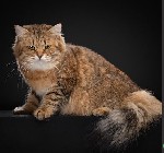 Разное объявление но. 3402300: Питомник кошек сибирской породы традиционного окраса Golden Mascot’s!