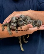 МАРМОЗЕТКИ НА ПРОДАЖУ
Детеныши мармозеток;  выращены вручную и хорошо подросли,  ищут свои новые будущие семьи.  6 недель,  проверены и допущены,  социализированы с другими животными и детьми.  Прыгу ...