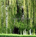 Питомник Арбор предлагает деревья крупномеры с доставкой и посадкой.  Мы сами занимаемся выращиванием,  доставкой и посадкой больших,  взрослых деревьев и кустарников.  

У нас вы найдете плодовые и ...