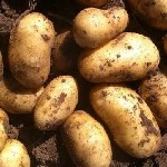 Продукты питания объявление но. 3631803: Алтайские овощи оптом для переработки на заводы