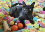 Маленький черный котенок (3 месяца) ищет свою семью! Этот пушистый комочек не только станет вашим другом,  но и,  по старым поверьям,  принесет в дом удачу и гармонию.  Подарите ему тепло! 
Подарите  ...