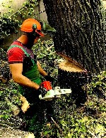 Строительные услуги объявление но. 3520876: Спил и обрезка деревьев ЛНР 2025