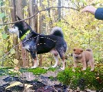 Услуги объявление но. 4063630: Сиба ину щенок с документами РКФ