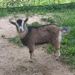 Продаются камерунские карликовые козочки.  Отличные питомцы! НЕДОРОГО 

Предлагаем к продаже очаровательных (козлят) камерунской карликовой породы.  Наши козлята рождены и выращены в чистоте и забот ...