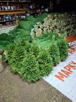 Растения объявление но. 4129541: «Ёлочный Базар» - живые елки в Серпухове