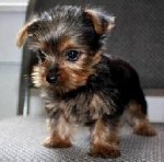 Хорошие щенки йоркширского терьера

Номер WhatsApp:  +31 6 877 322 95.  Эти милашки,  рожденные в домашней атмосфере
доступны для немедленного получения,  цена от €
уже предоставлены здесь с
# не ...