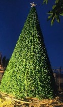 Разное объявление но. 3387901: Большие ёлки от цеха ,  произвотеля 5,  10 ,  15 ,  20 ,  25 метровые