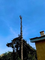 Строительные услуги объявление но. 3520876: Спил и обрезка деревьев ЛНР 2025