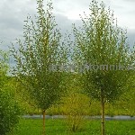 Растения объявление но. 3956474: Крупномеры в Москве и Подмосковье с доставкой и посадкой