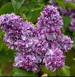 Саженцы и крупномеры сирени из подмосковного питомника Арбор,  здоровые и крепкие растения с доставкой и посадкой по Москве и Московской области.  

Более 20 лет питомник Арбор выращивает саженцы си ...