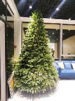 Разное объявление но. 3384181: Новогодние ёлки модель:  Хакки премиум,  полностью геловая.  доставка