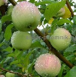 Растения объявление но. 3136377: Саженцы яблони из питомника,  с доставкой и посадкой по низкой цене