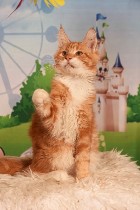 Питомник предлагает на продажу котят породы МЕЙН КУН.  
С документами и прививками.  
котята приученны к когтеточке сухому корму и туалету. ...