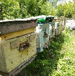 Разное объявление но. 3674829: Пчёлы - собepу пчелопакеты