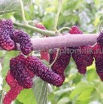 Растения объявление но. 3558384: Питомник растений и крупномеров предлагает саженцы с закрытой корневой системой