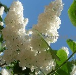 Растения объявление но. 3652837: Саженцы и крупномеры сирени из Подмосковного питомника,  здоровые и крепкие растения.