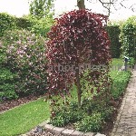 Растения объявление но. 4042725: Саженцы яблони из питомника,  с доставкой и посадкой по низкой цене