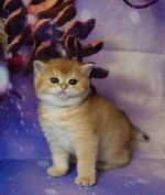 Кошки, котята объявление но. 4156923: Британские котята разных окрасов Питомник.  Москва.