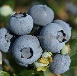 Растения объявление но. 4081669: Саженцы и крупномеры голубики купить в Москве и Подмосковье с посадкой