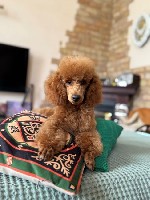 Собаки, щенки объявление но. 3756854: Продаётся кобель пудель.