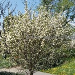 Растения объявление но. 3994935: Сакура (вишня японская декоративная) в горшках для посадки купить в Москве и Подмосковье