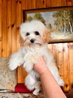 Мальтипу f1 мини
В нашем питомнике на данное время два помёта 10.05.25 и 23.05.25
Вес первого помёта будет до 2.8кг
Вес второго помёта будет до1.8кг.  
Привиты по возрасту.  
Готовы к переезду.   ...