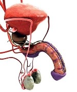 Продается массажный крем-гель на основе стволовых клеток эдельвейса,  которые используют во время хирургического увеличения члена.  Укрепляет эрекцию,  повышает половое влечение и сокращает время восс ...