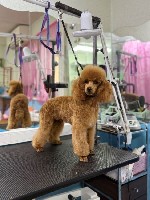 Собаки, щенки объявление но. 3756854: Продаётся кобель пудель.