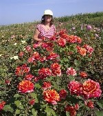 Растения объявление но. 4118717: Саженцы роз Почтой России,  ТК СДЕК,  и самовывозом из Домодедово