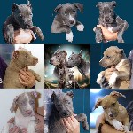 Услуги объявление но. 4067709: Щенки питбуль Прайтер ищут ответственных и любящих хозяев.