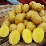 "Сатурн-2" приблизился к завершению сезона,  и теперь у нас большой выбор овощей:  капусты,  моркови,  свеклы и картошки.  И это отличный момент,  чтобы приобрести с/х продукцию впрок.  Осенью у нас к ...