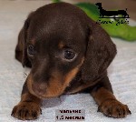 Предлагается клубный щенок г-ш таксы.  
Эффектного ШОКОЛАДНОГО окраса.  
Единственный в помете- Кроличий МАЛЬЧИК
(самая маленькая разновидность в породе!).  
Родился 19.04.24г.  
Ждем серьезных л ...