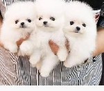 Породистые щенки померанского шпица

Номер WhatsApp:  +31 6 877 322 95.  Породистый померанский шпиц с родословной FCI.  У этого щенка маленькие ушки и милый маленький носик.  Хорошая шерсть.  На фо ...