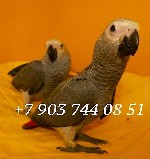 В продаже птенцы выкормыши 4 мес.  (окольцованные) краснохвостого жако из питомника.  Абсолютно ручные малыши.  
Признаки птенца жако - у молодых жако радужная оболочка глаза темного цвета,  гладкие  ...