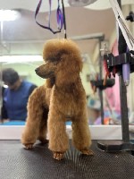 Собаки, щенки объявление но. 3756854: Продаётся кобель пудель.