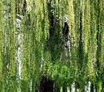 Питомник Арбор предлагает деревья крупномеры с доставкой и посадкой.  Мы сами занимаемся выращиванием,  доставкой и посадкой больших,  взрослых деревьев и кустарников.  

У нас вы найдете плодовые и ...