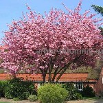 Растения объявление но. 3994935: Сакура (вишня японская декоративная) в горшках для посадки купить в Москве и Подмосковье