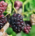 Растения объявление но. 3751428: Саженцы роз из питомника с доставкой по Москве,  розы в горшках