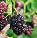 Растения объявление но. 4070034: Плодовые деревья и плодовые крупномеры (большемеры) взрослые деревья из питомника