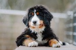 Bernese Mountain Dog характеризуется жизнерадостностью,  миролюбием и доброжелательностью,  выделяющими его из всей категории собак крупной породы.  При этом благосклонность альпийской овчарки выражае ...