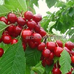 Растения объявление но. 4070034: Плодовые деревья и плодовые крупномеры (большемеры) взрослые деревья из питомника