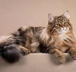 Разное объявление но. 3402300: Питомник кошек сибирской породы традиционного окраса Golden Mascot’s!