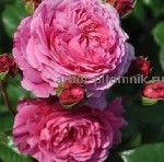 Растения объявление но. 3751428: Саженцы роз из питомника с доставкой по Москве,  розы в горшках